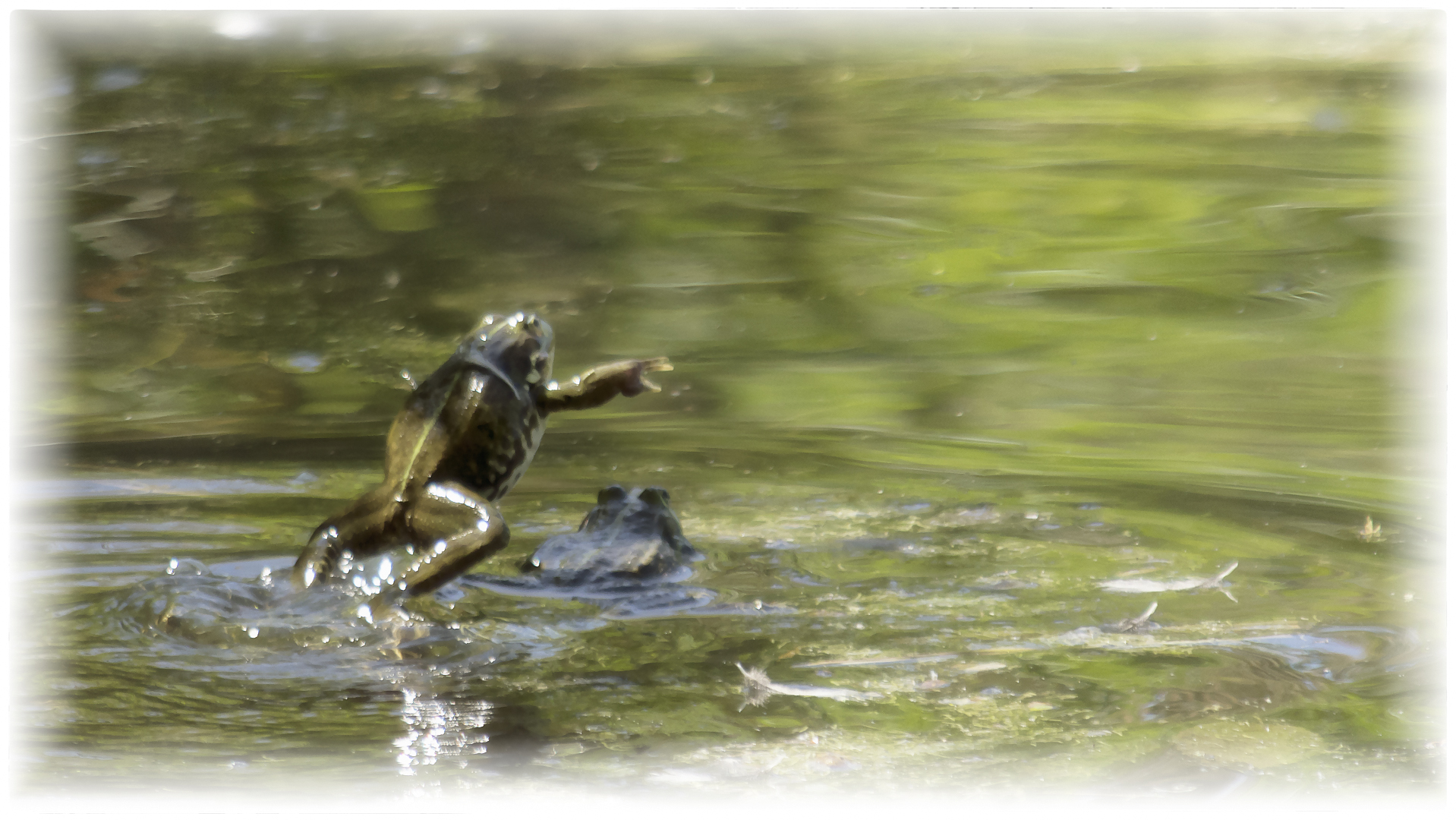 Grasfroschhüpfen