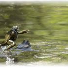 Grasfroschhüpfen