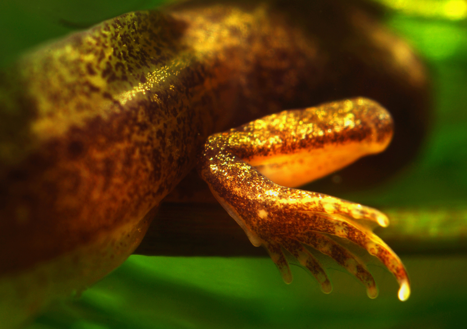 Grasfroschkaulquappe, Ruderschwanz, Sprungbein und Schwimmhäute