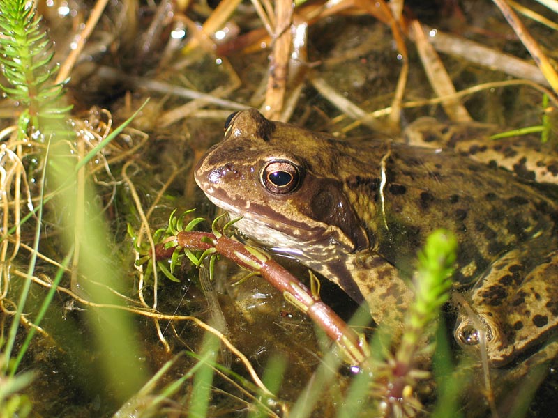 Grasfroschmann