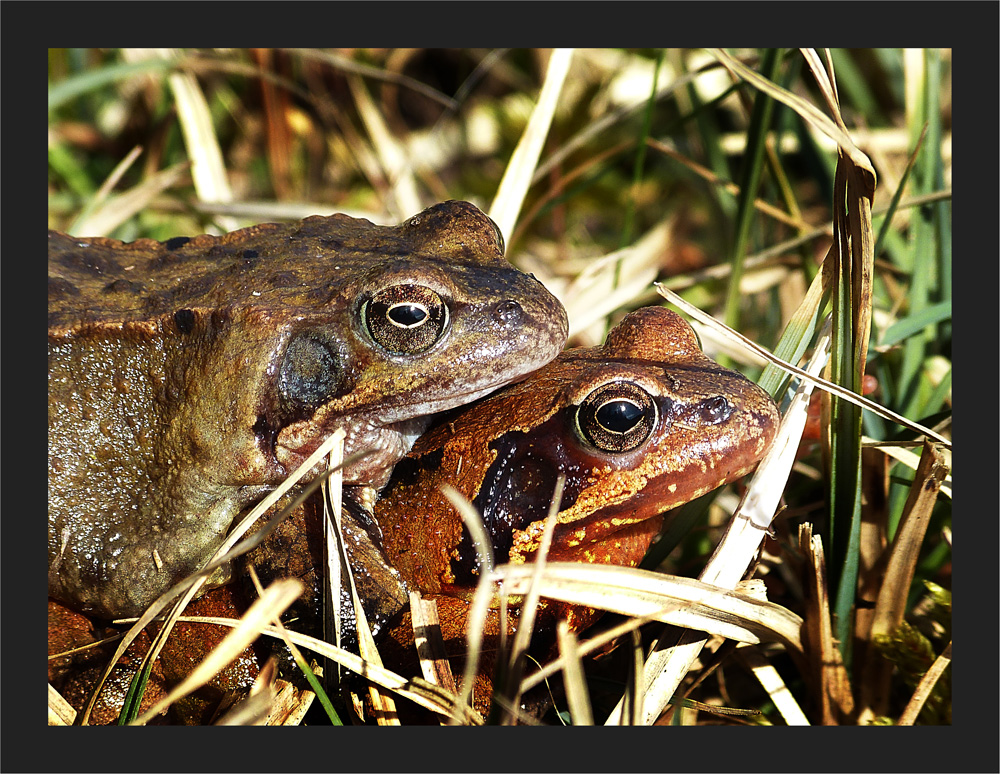 Grasfroschpaar