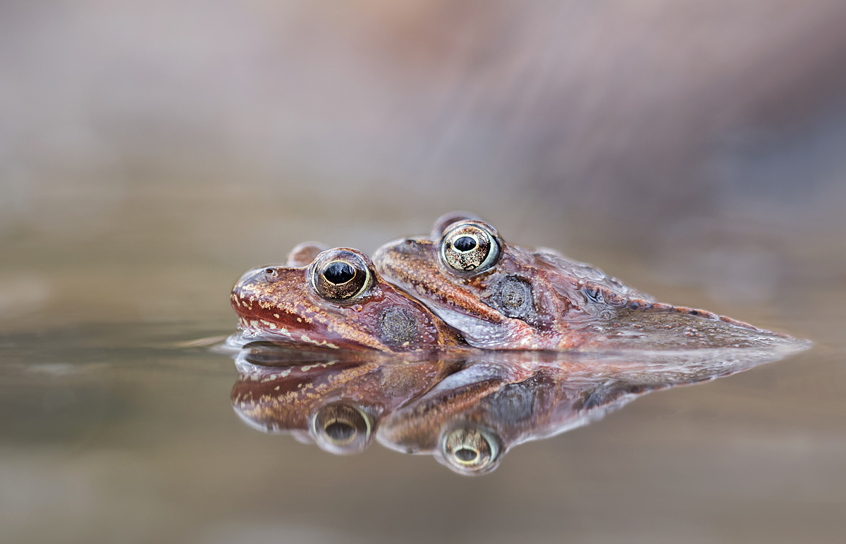 Grasfroschpaar 