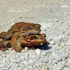 Grasfroschpaar (Rana temporaria) auf Wanderung...