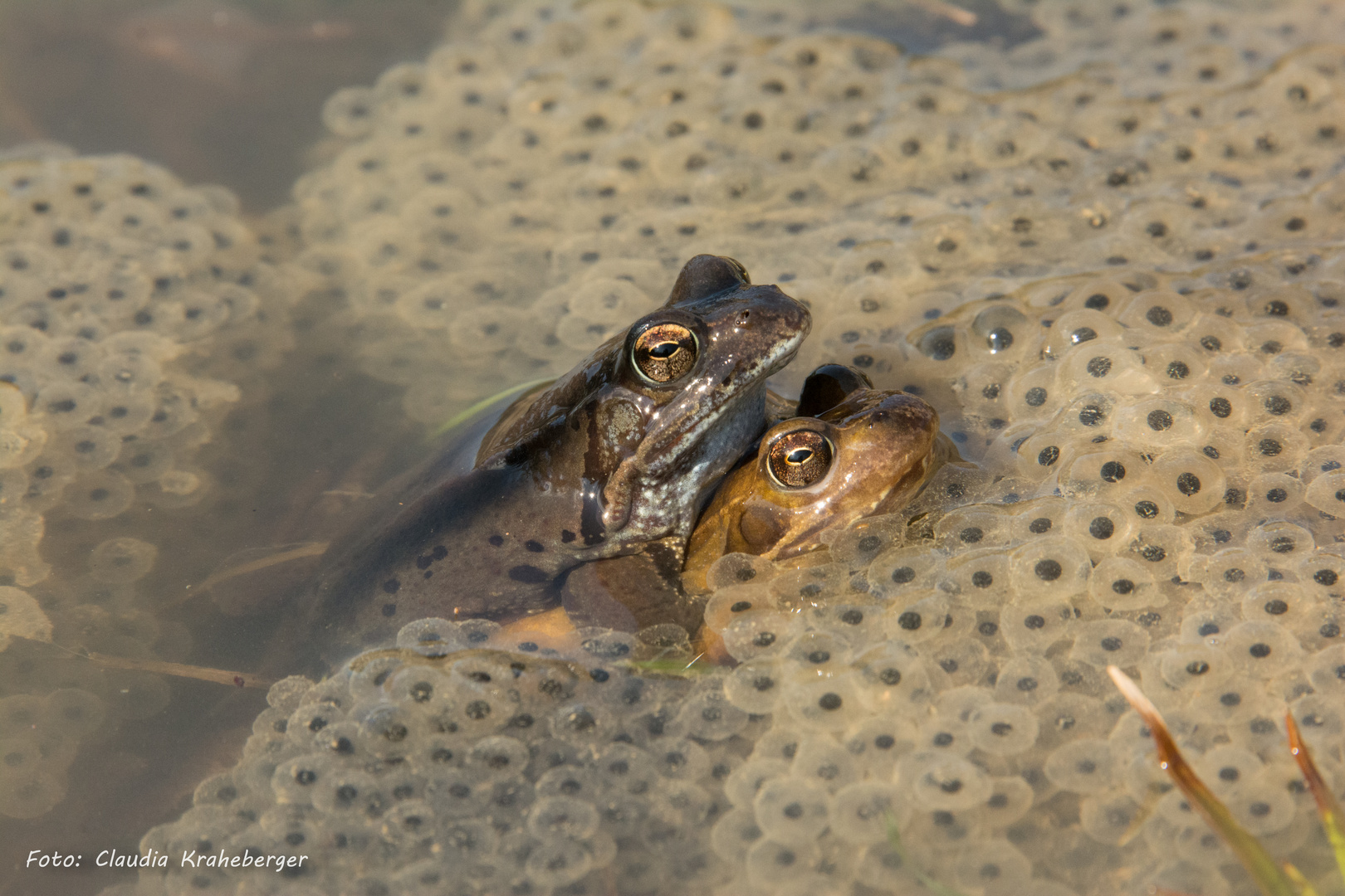 Grasfroschpärchen mit zukünftigem Nachwuchs