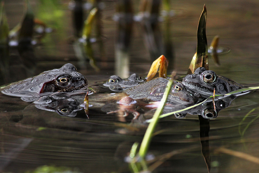 Grasfroschparty