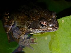 Grasfroschportrait (Rana temporaria)