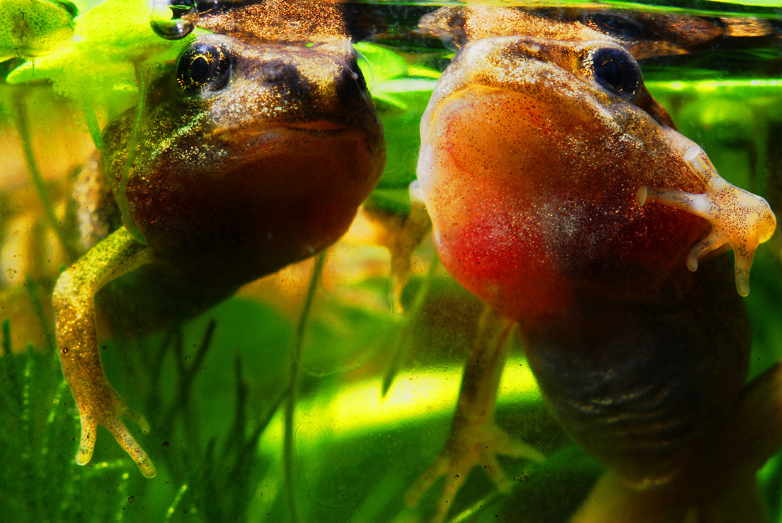 Grasfroschquappen in zwei verschiedenen späten Entwicklungsstadien