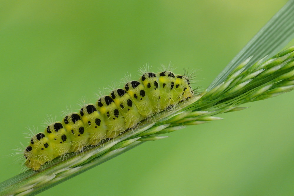 Grasgabelung