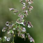 Grasgarbe mit Kugeln geschmückt