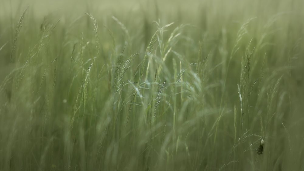 Grasgeflüster ...