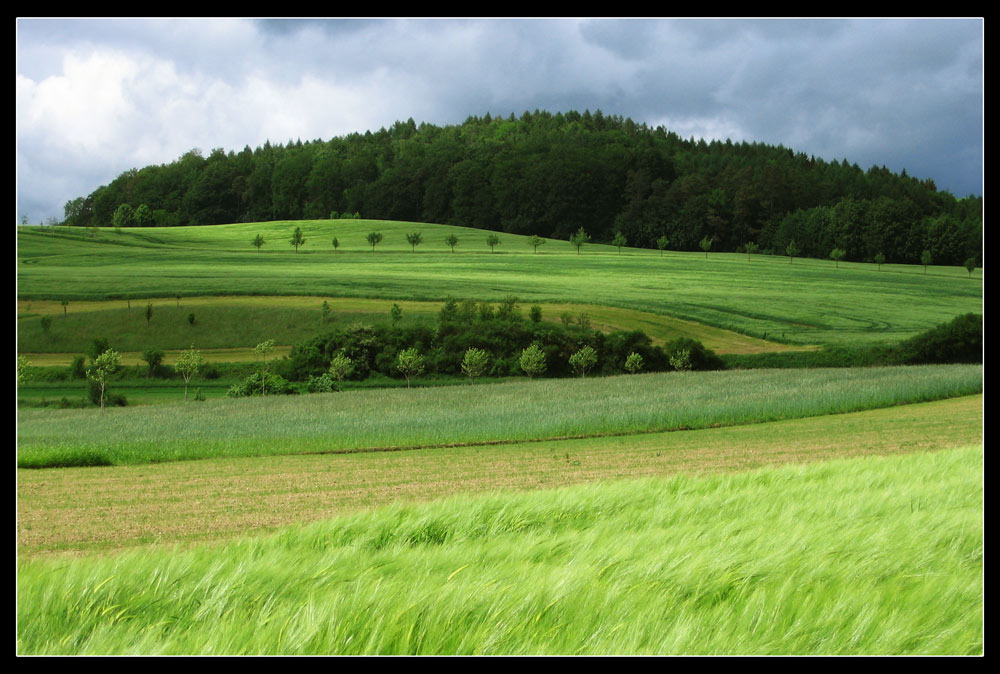 grasgeflüster (3)