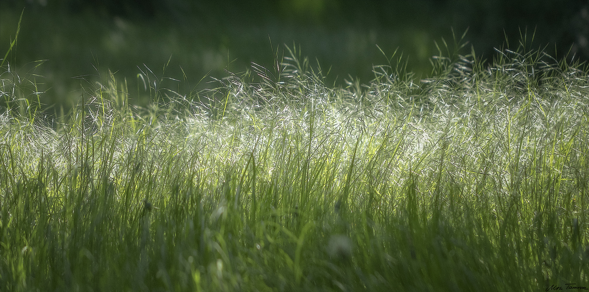 Grasgeflüster ...