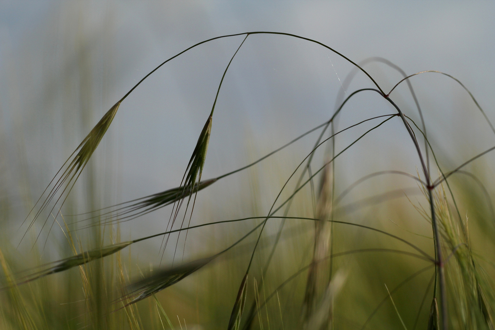 Gras:geflüster