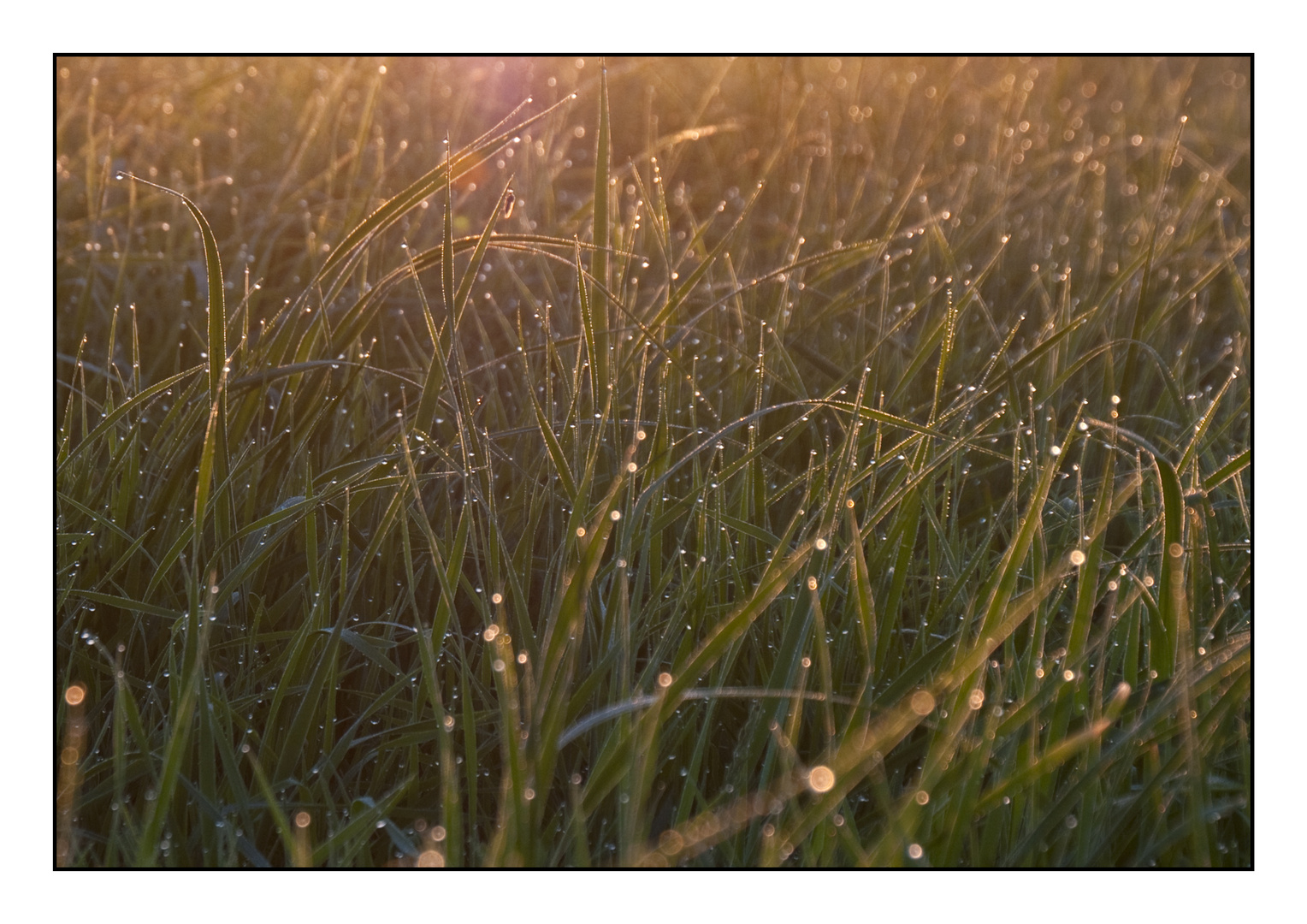 Grasglitzern | Münsterland