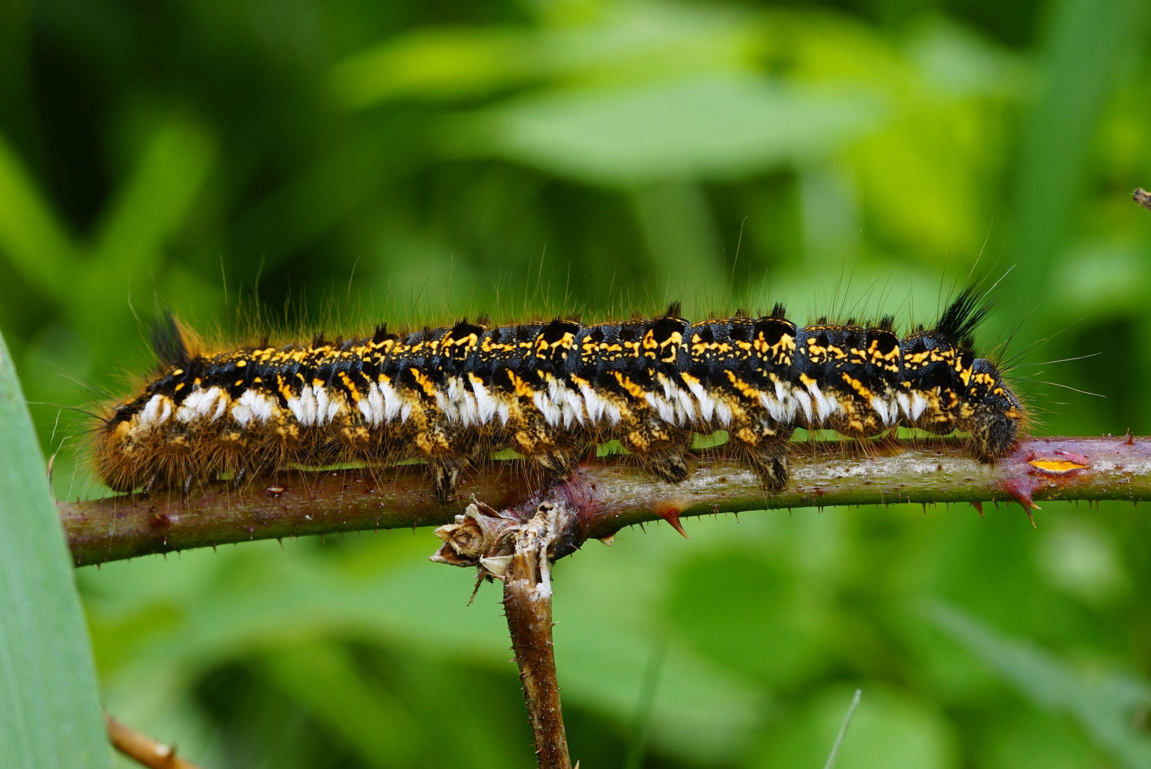 Grasglucke 2 - ausgewachsene Raupe