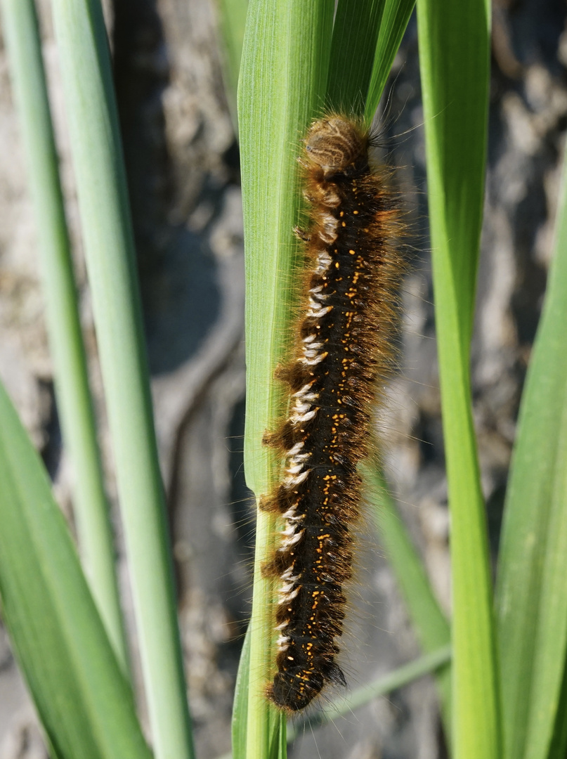 Grasglucke Euthrix potatoria 1