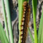 Grasglucke Euthrix potatoria 1