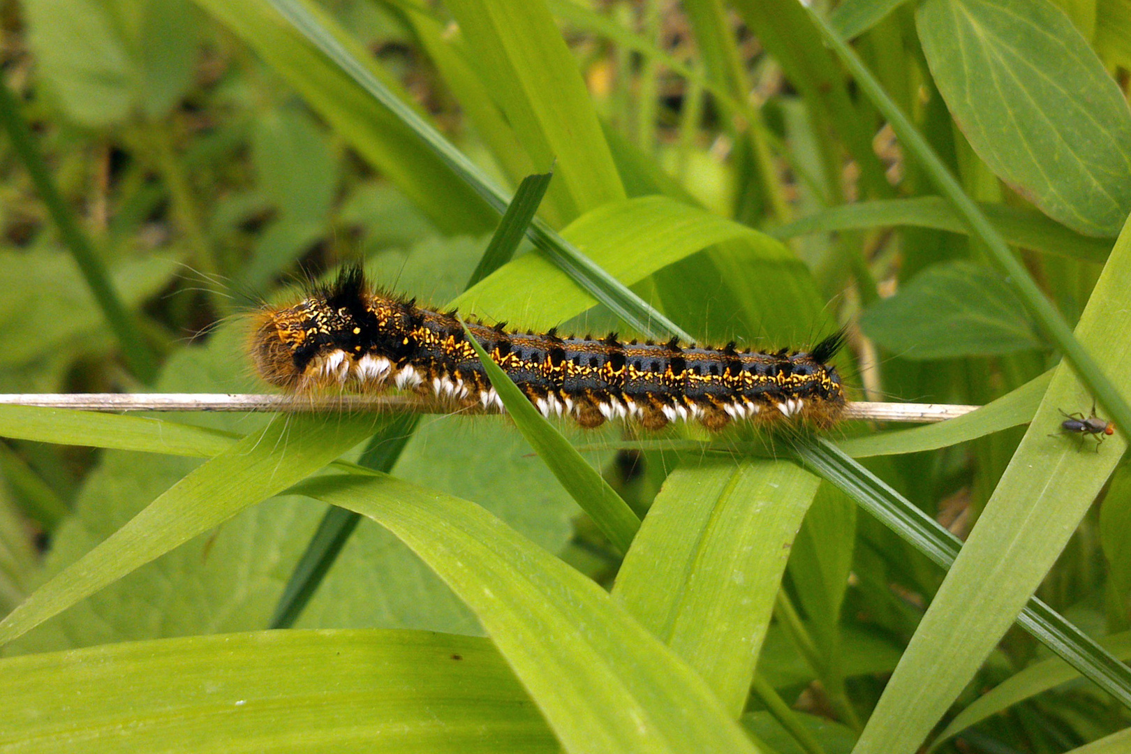 Grasglucke (Euthrix potatoria)