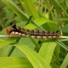 Grasglucke (Euthrix potatoria)