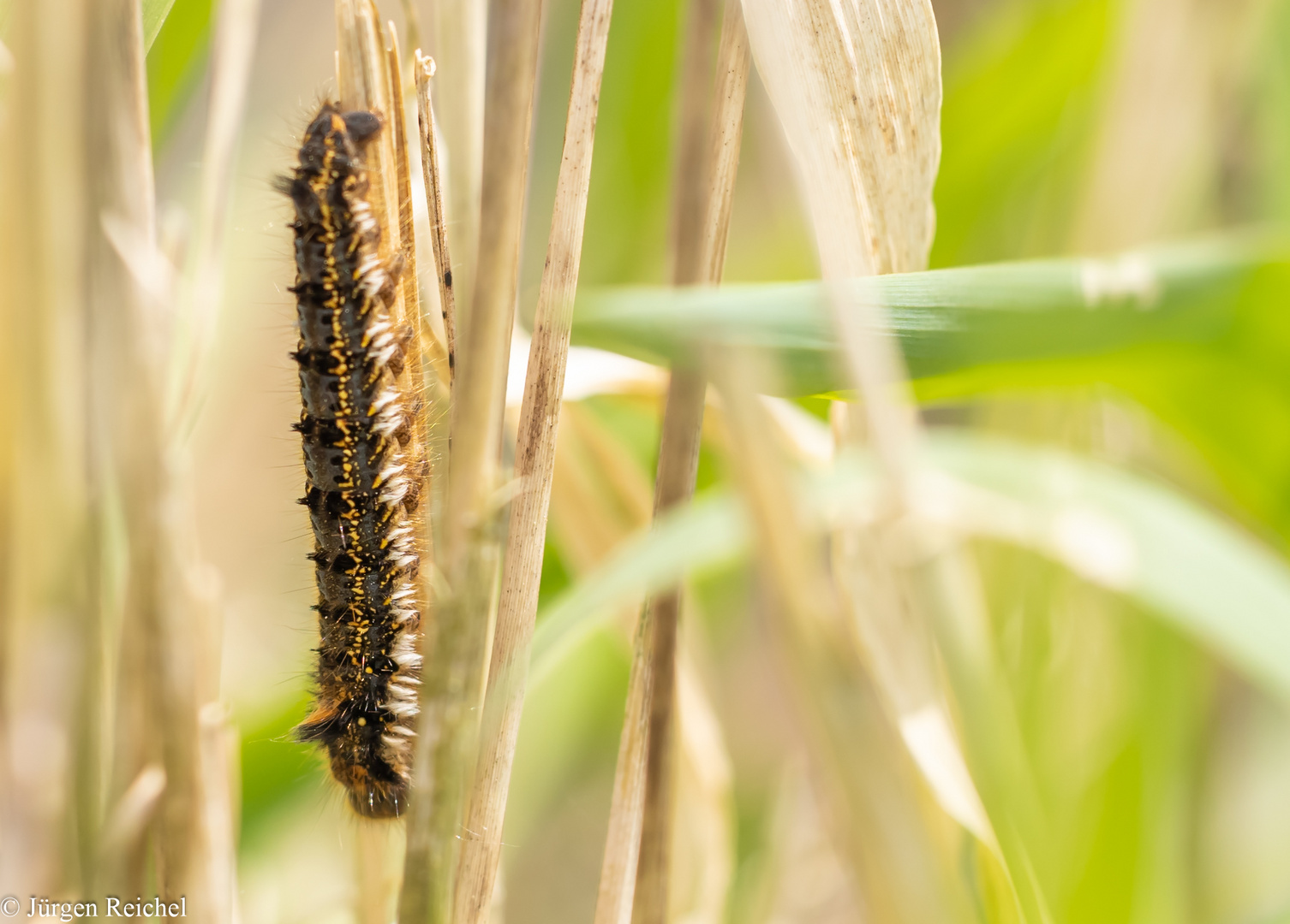 Grasglucke ( Euthrix potatoria ) 