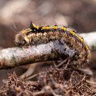 Grasglucke ( Euthrix potatoria )  