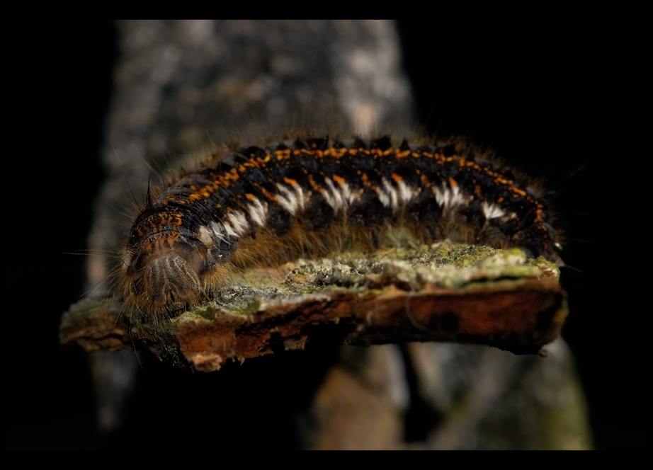 Grasglucke (Euthrix potatoria) oder auch Raupe Nimmersatt