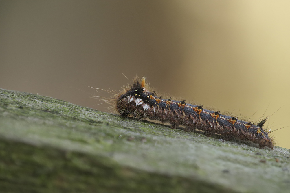   Grasglucke (oder auch Trinkerin)