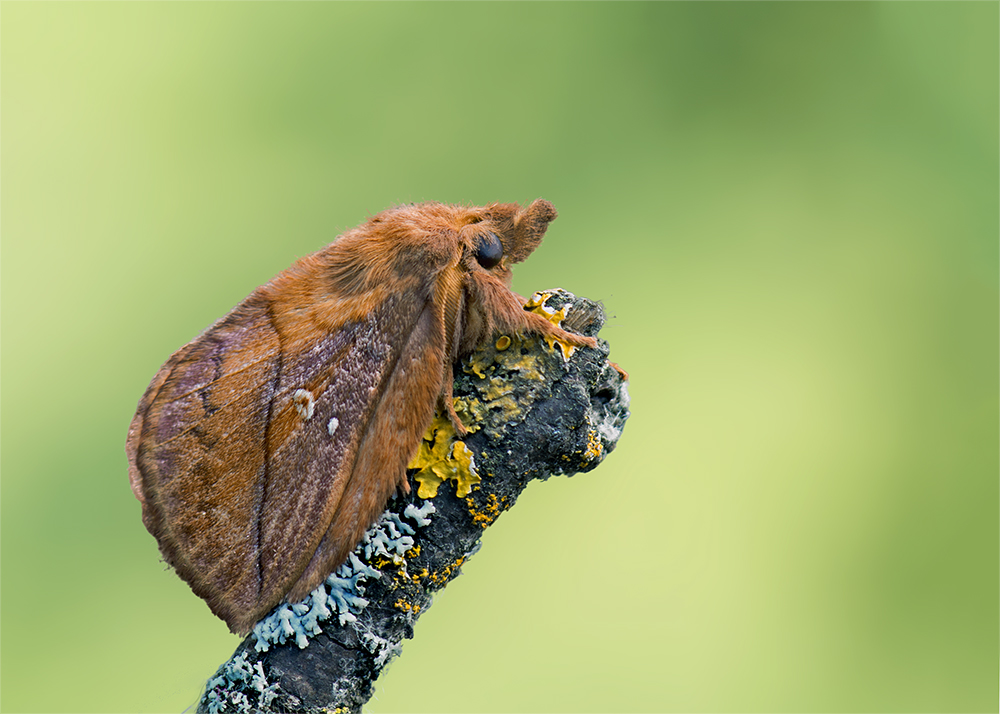 Grasglucke oder Trinkerin