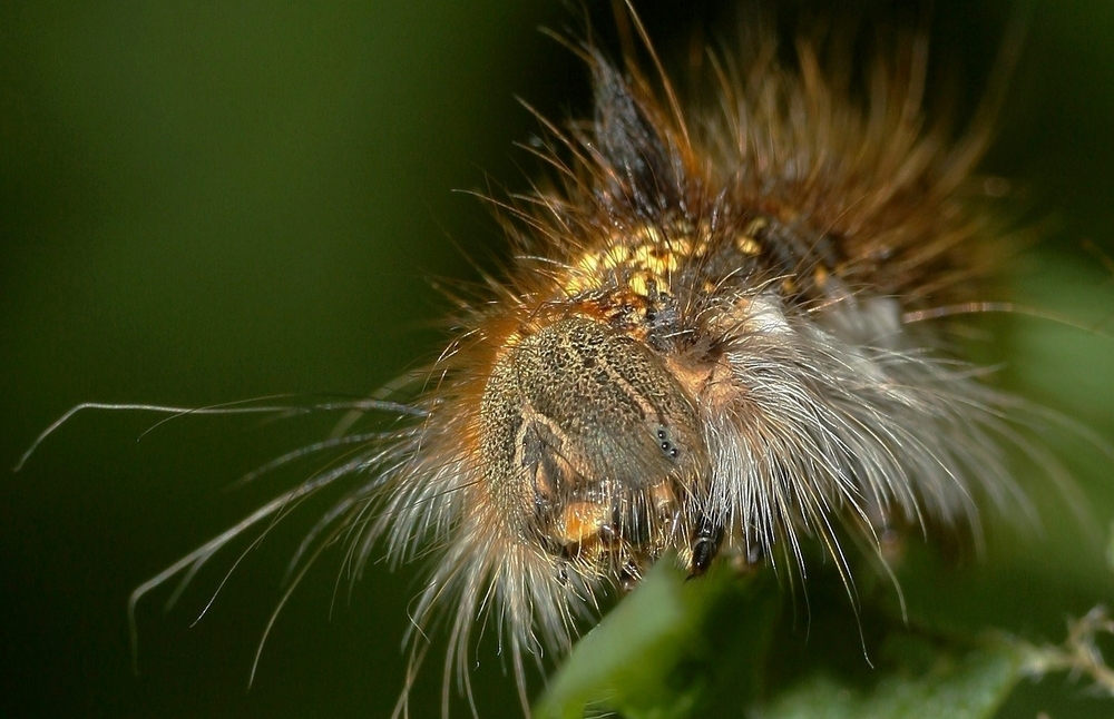 Grasglucke oder Trinkerin, Euthrix potatoria