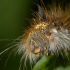 Grasglucke oder Trinkerin, Euthrix potatoria