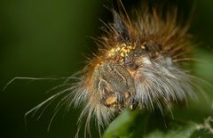 Grasglucke oder Trinkerin, Euthrix potatoria