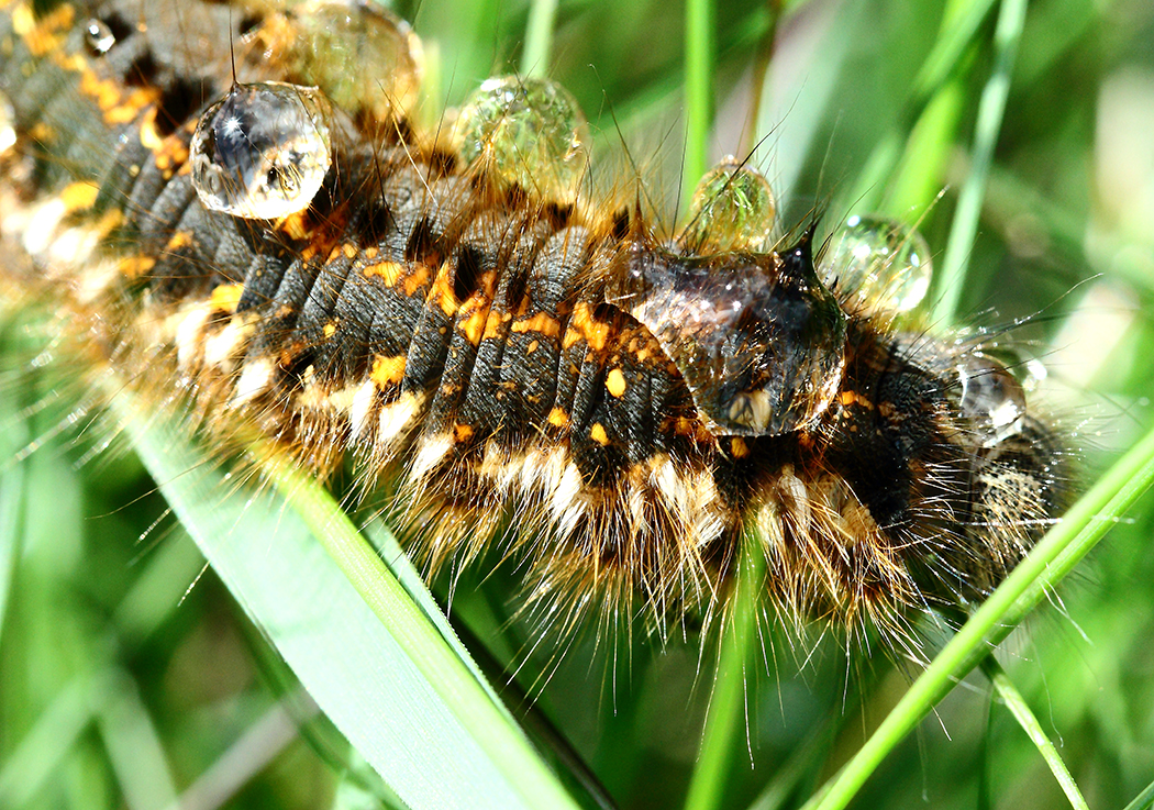 Grasglucke oder Trinkerin (Euthrix potatoria)