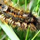 Grasglucke oder Trinkerin (Euthrix potatoria)