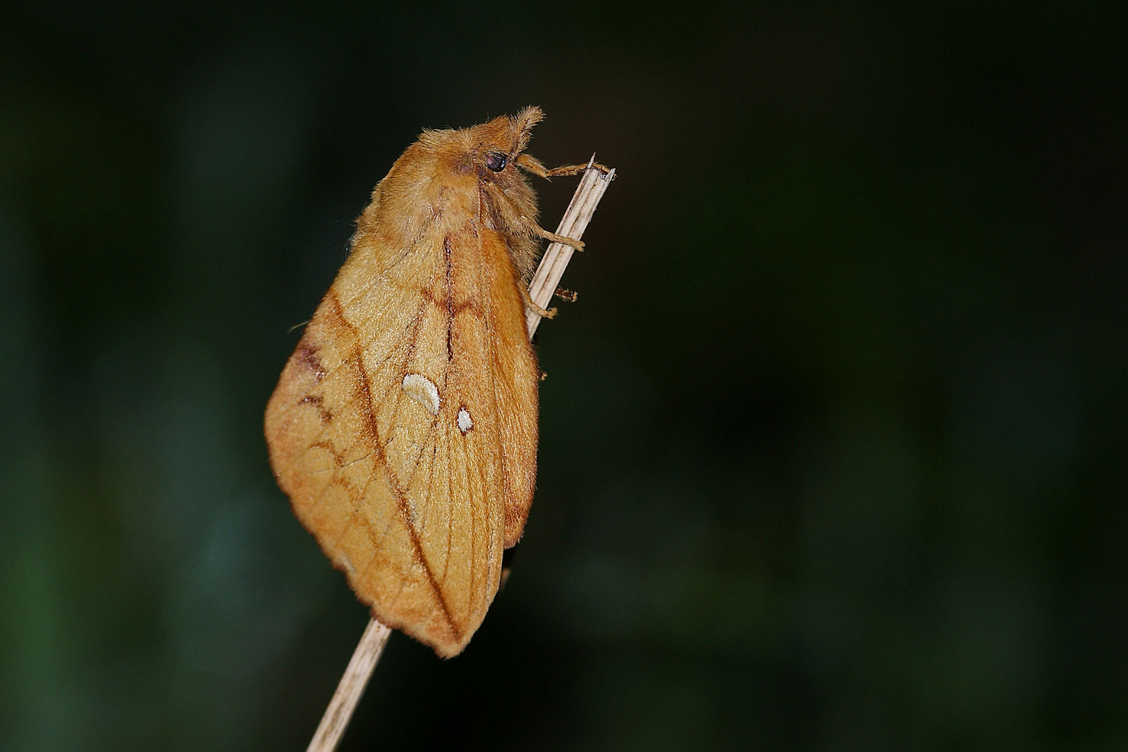 Grasglucke oder Trinkerin (Euthrix potatoria),Weibchen.