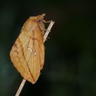 Grasglucke oder Trinkerin (Euthrix potatoria),Weibchen.