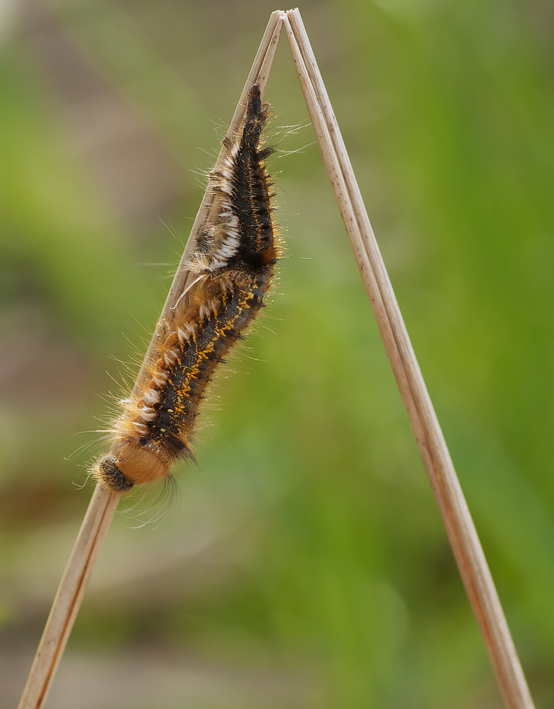 Grasglucke Raupenhäutung Teil 1