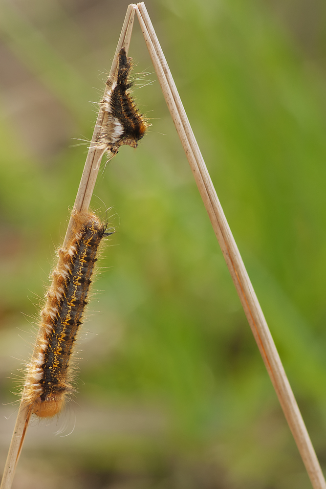 Grasglucke Raupenhäutung Teil 2