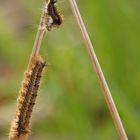 Grasglucke Raupenhäutung Teil 2