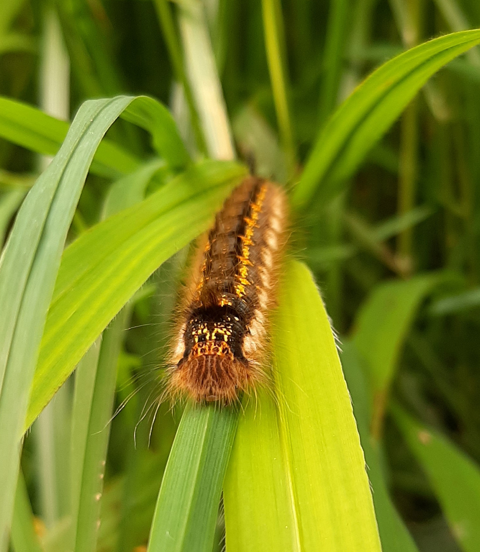 Grasglucken Raupe