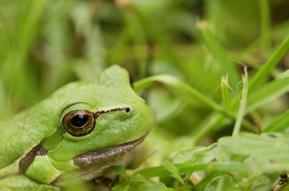 Grasgrün von judosalami 