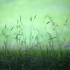 grasgrün