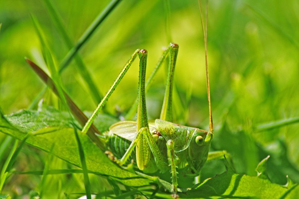 Grasgrün