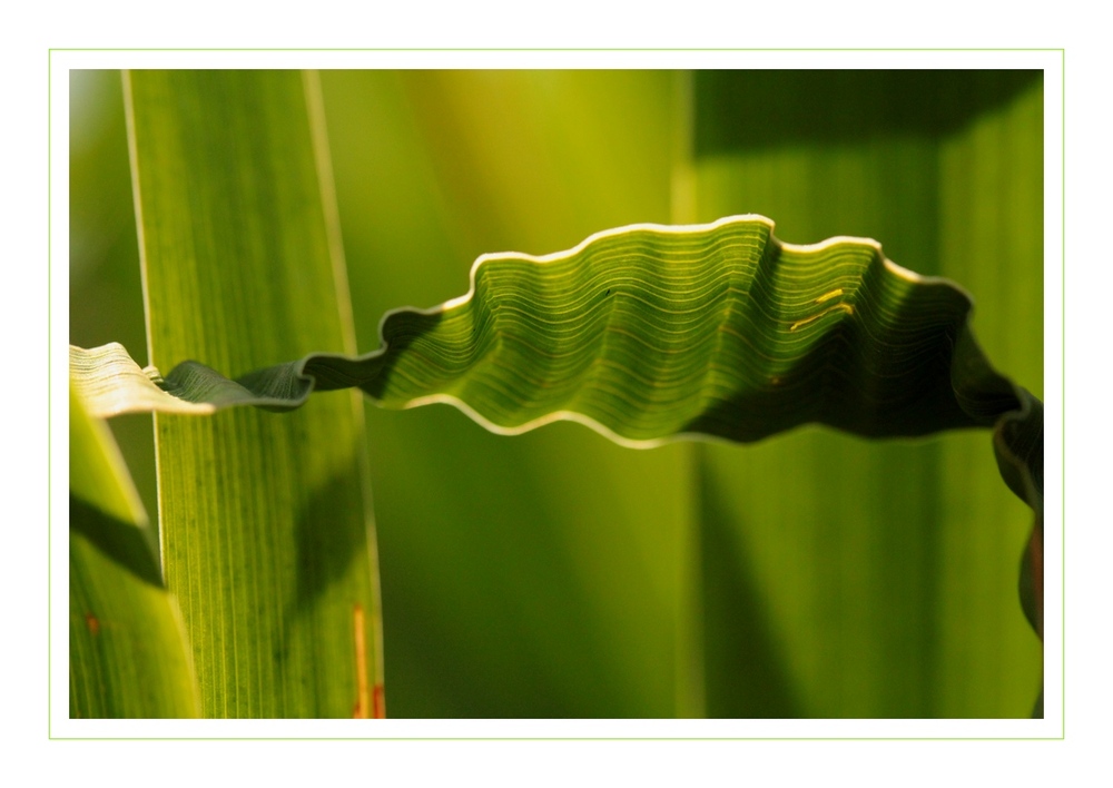 Grasgrün