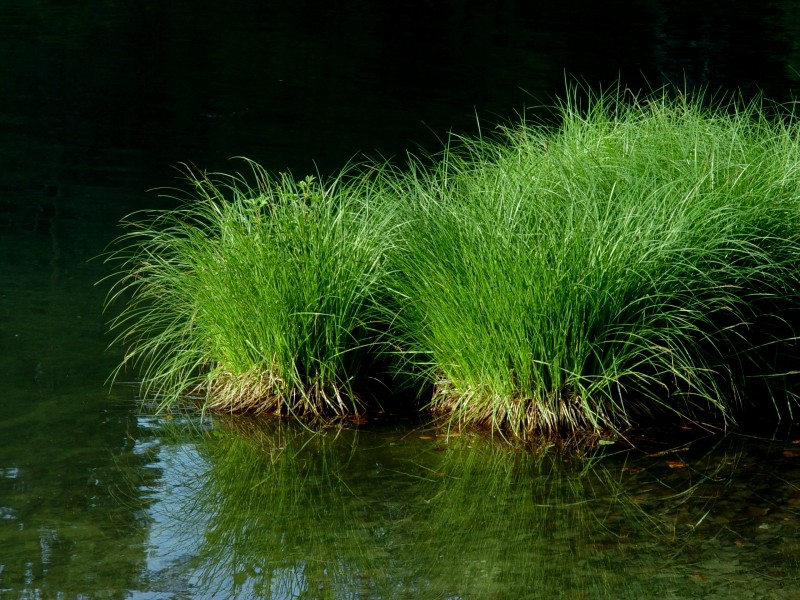 Grasgrün