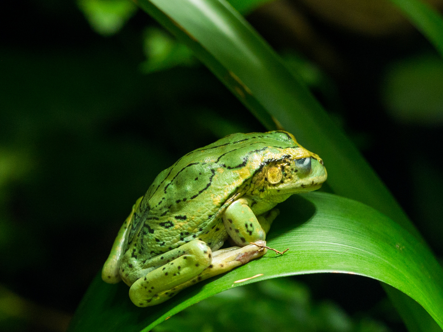 Grasgrün und ganz klein