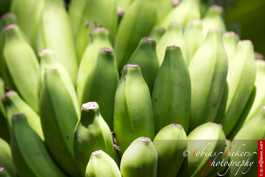 Grasgrüne Bananen