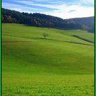 Grasgrüner Ausblick