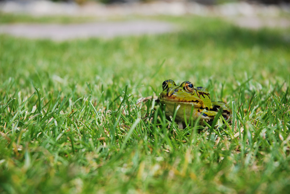 grasgrüner Frosch