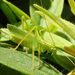 Grasgrüner Grashüpfer im grünen Gras