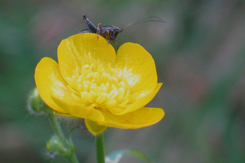 Grasgumper oder doch nur Butterblume